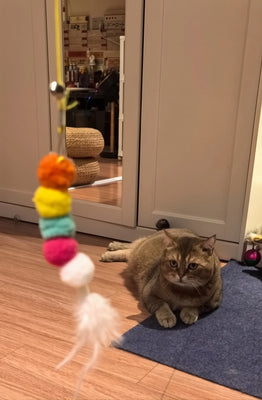 Finally a Toy Set That Keeps My Cat Busy!