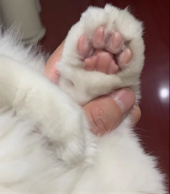 Perfect for At-Home Pet Trims!