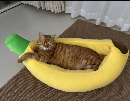 Best Purchase for My Fussy Cat!