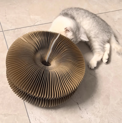 Best Toy for Both Play & Scratching!
