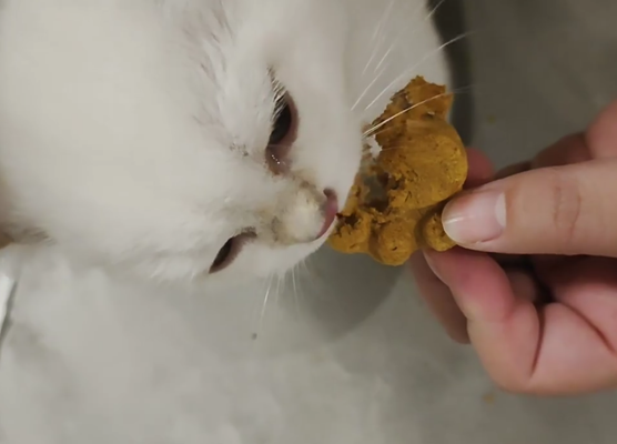 Fun Paw Treats That Keep My Cat Happy!