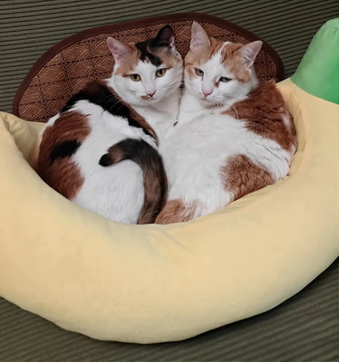 My Cat’s New Favorite Banana Spot!
