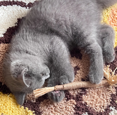Holds Up to My Aggressive Chewer!
