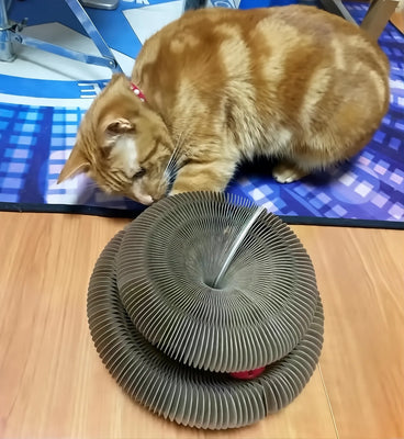 Great Value for a Double-Function Toy!