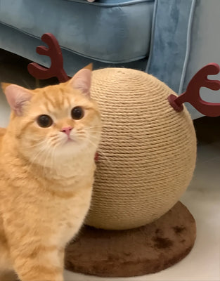 Finally, a Scratcher My Cat Actually Uses!