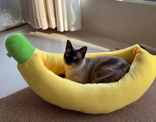 Surprisingly Comfy—My Kitten Won’t Leave It!