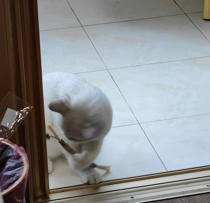 My Cat Ditched Plastic for These!