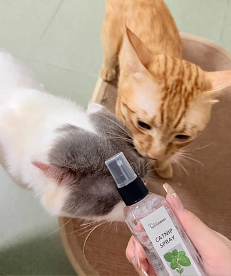 JOYCAT Matatabi Spray Turned My Lazy Cat Into a Play Machine!