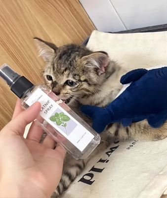 Finally a Catnip Spray My Feline Actually Loves!