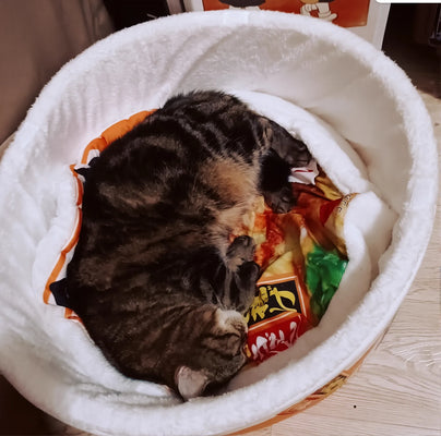 Ramen Bed = Happy Cat, Happy Owner!
