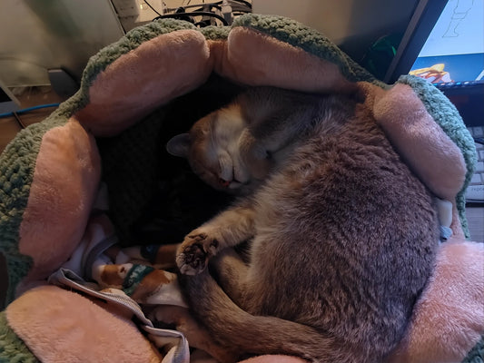 Such a Cute & Cozy Bed for My Kitten!