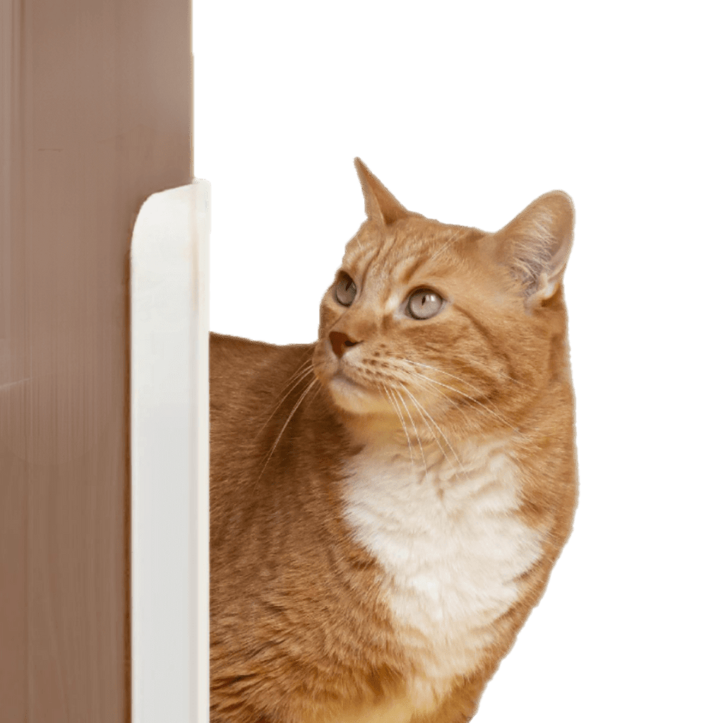 Auto Door Opener - MaoMao - Paws