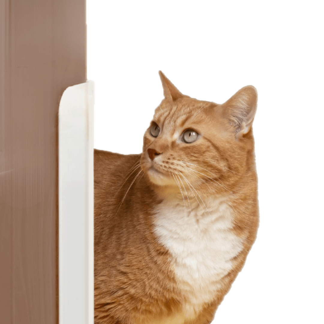 Auto Door Opener - MaoMao - Paws