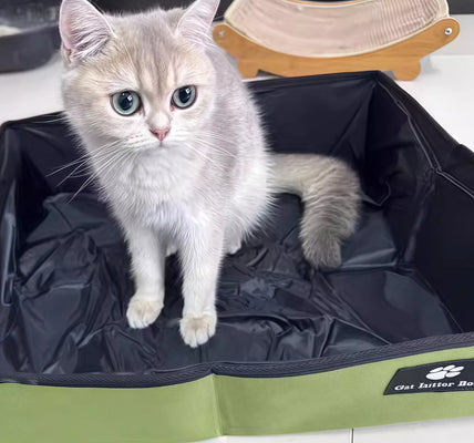 My Cat Adjusted Instantly—Great for Travel!