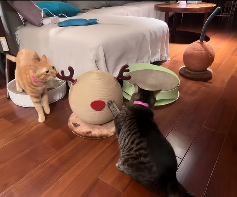 Our Cat’s New Favorite Reindeer Scratcher!