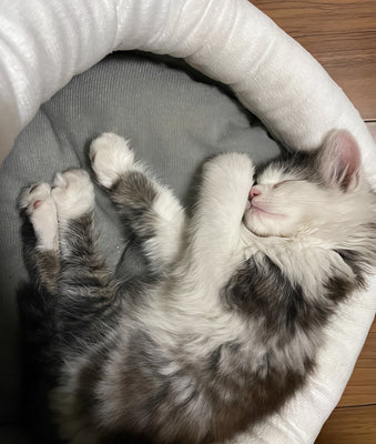 My Cat’s New Favorite Cozy Nook!