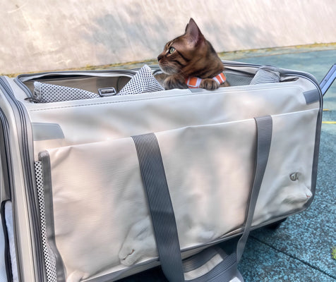 Lifesaver for Anxious Cats (and Dads!)
