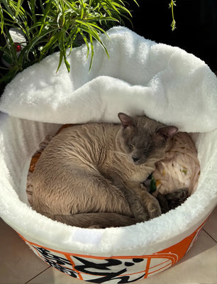Our Cat’s New Favorite Ramen Bowl Spot!