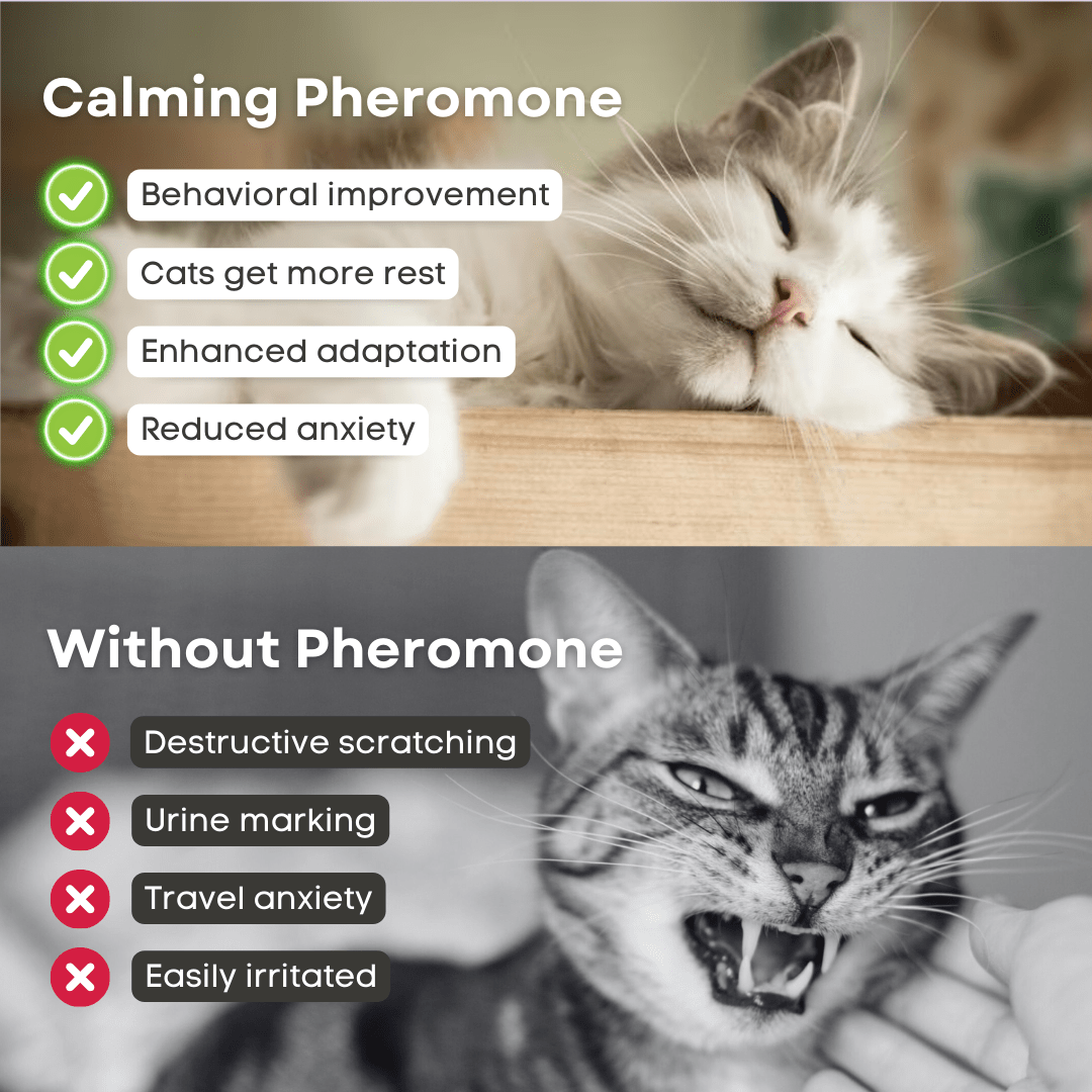 Cat Calming Pheromone - MaoMao - Paws