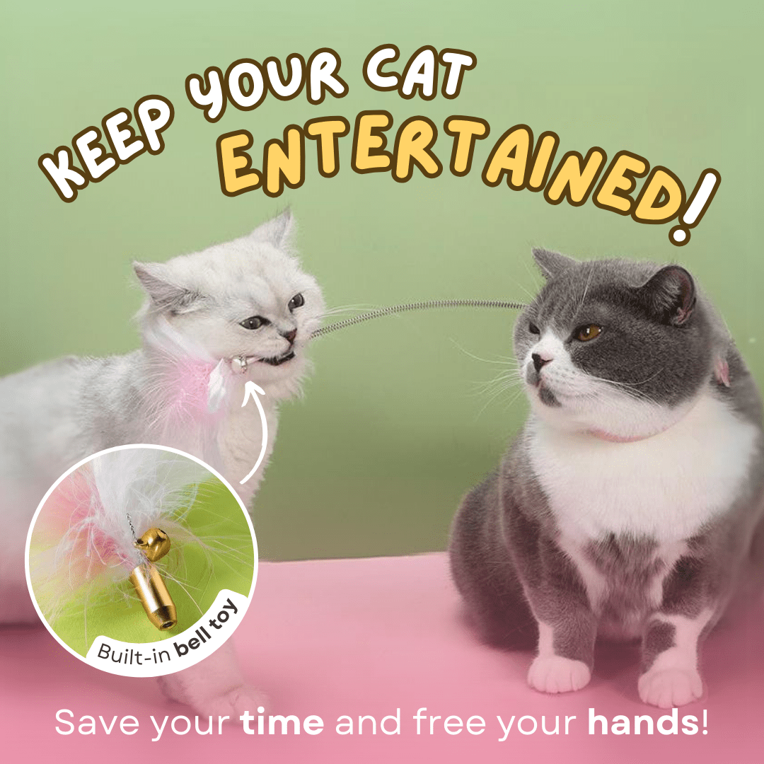 Cat Collar Toy - MaoMao - Paws