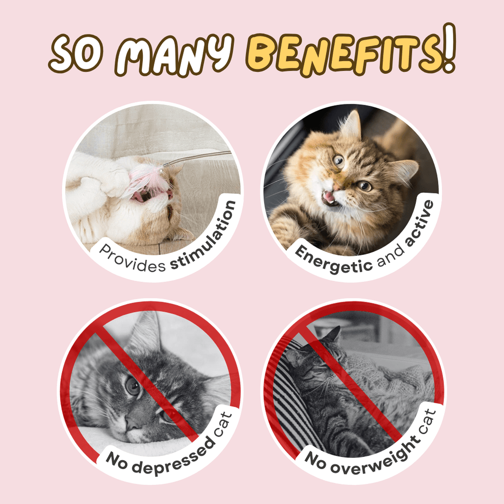 Cat Collar Toy - MaoMao - Paws