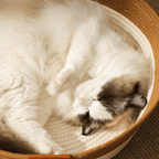 Cat Cozy Nest - MaoMao - Paws