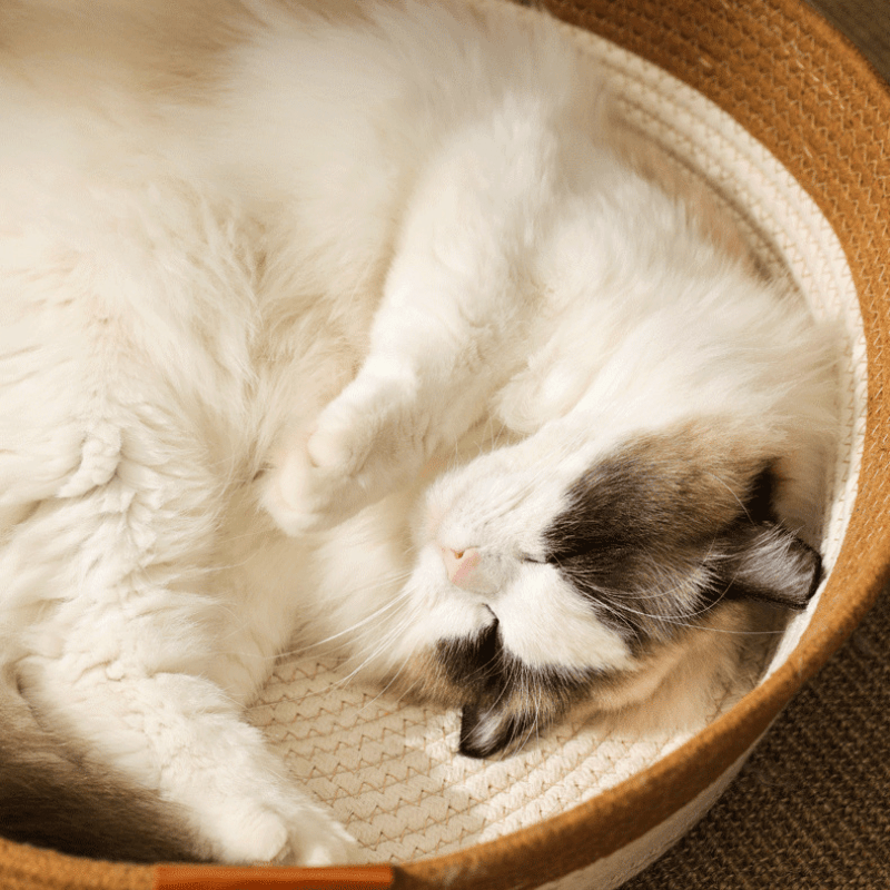 Cat Cozy Nest - MaoMao - Paws