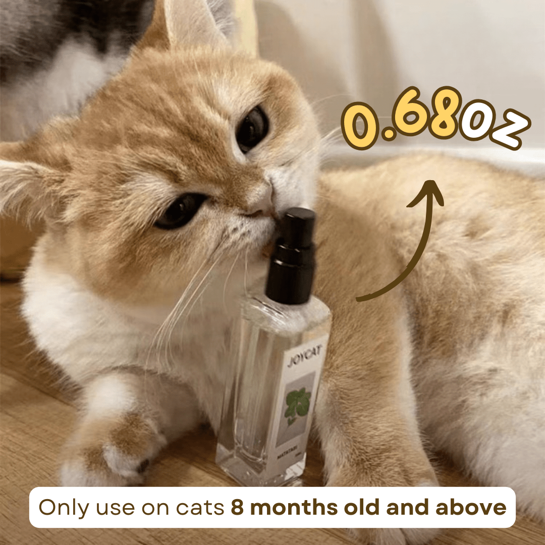 Cat Cupid Spray - MaoMao - Paws