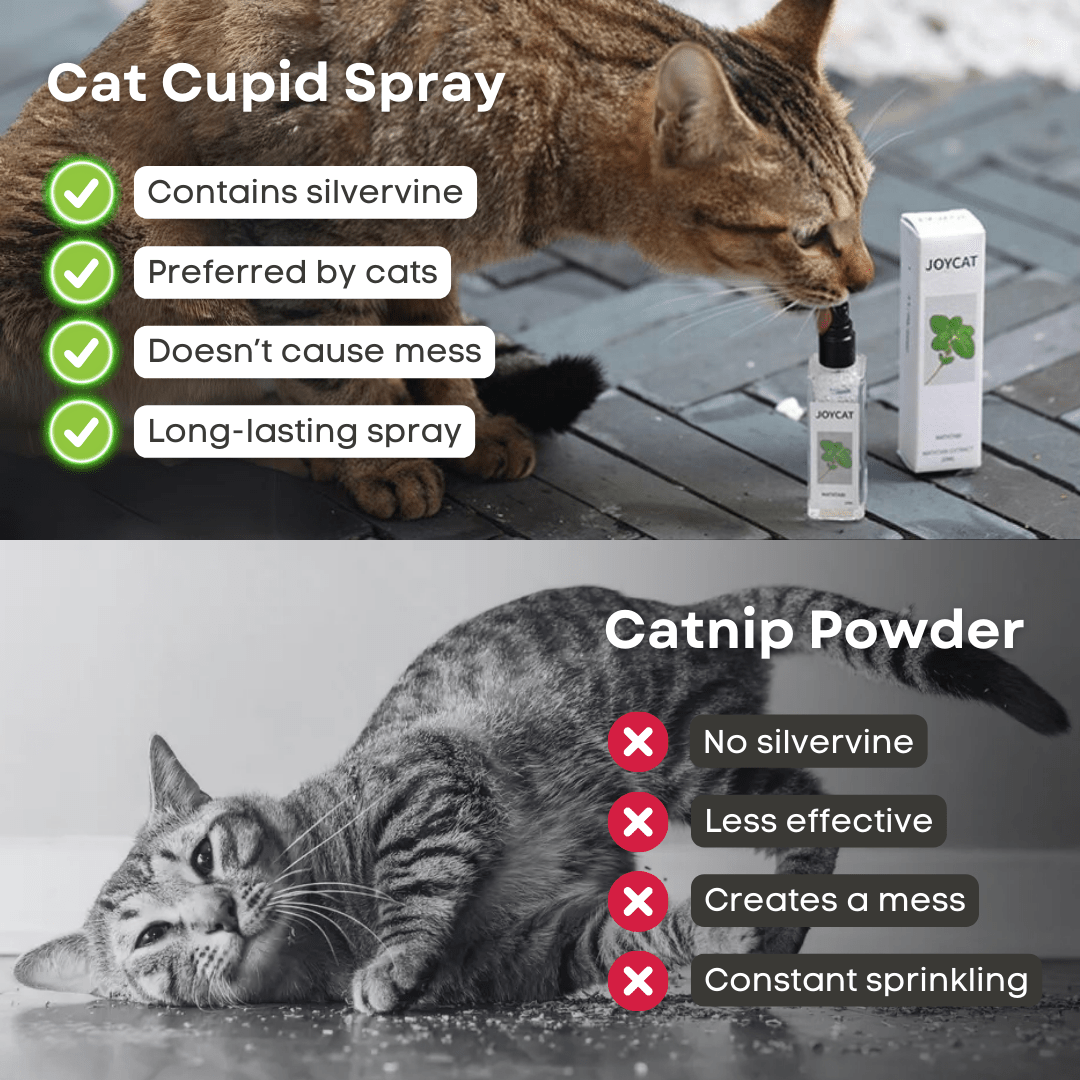 Cat Cupid Spray - MaoMao - Paws