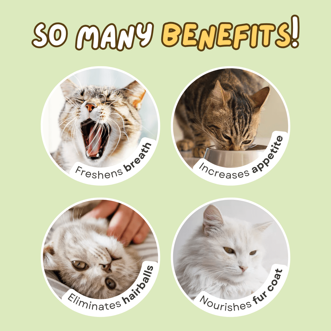 Cat Dental Treat - MaoMao - Paws