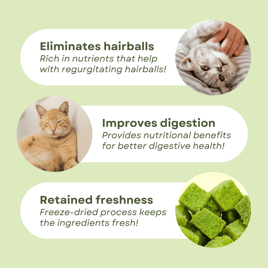 Cat Grass Treat - MaoMao - Paws