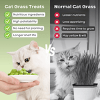 Cat Grass Treat - MaoMao - Paws