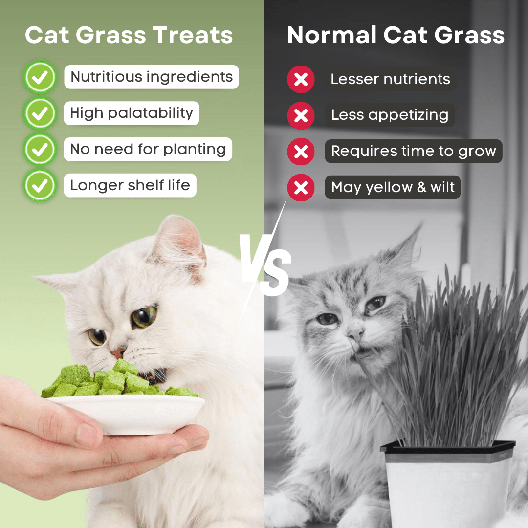 Cat Grass Treat - MaoMao - Paws