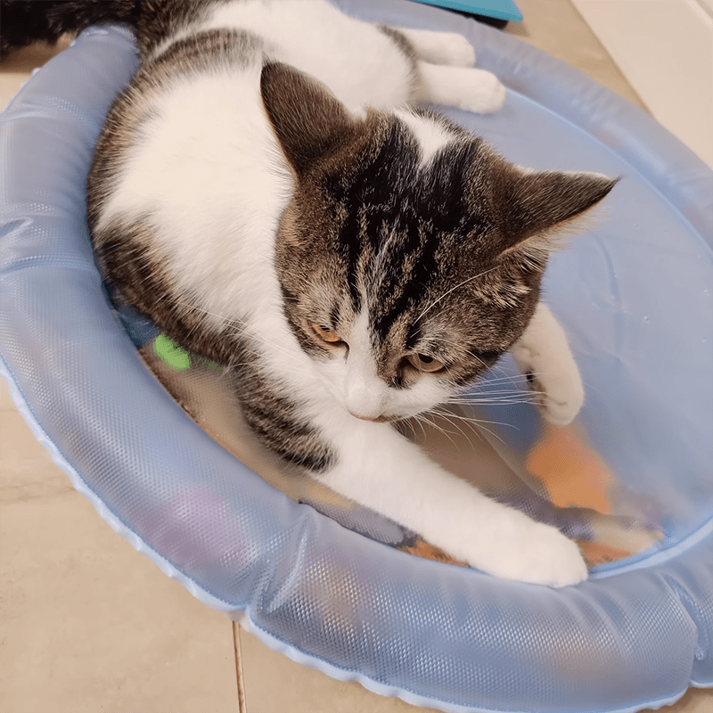 Cat Water Bed 2.0 - MaoMao - Paws