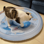 Cat Water Bed 2.0 - MaoMao - Paws