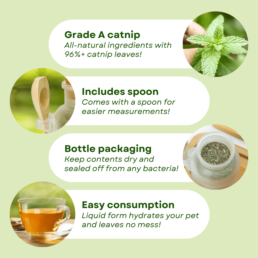 Catnip Tea - MaoMao - Paws