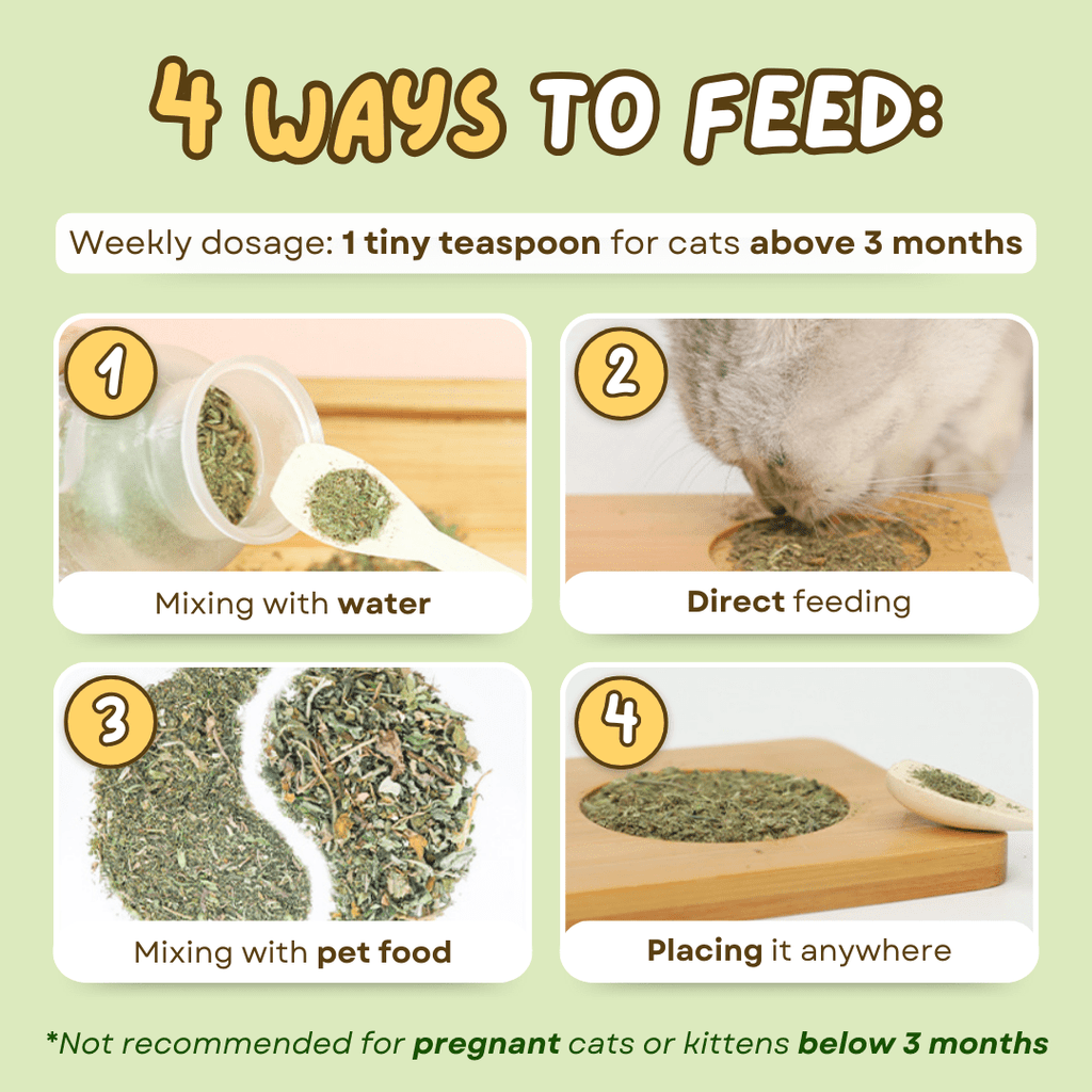 Catnip Tea - MaoMao - Paws