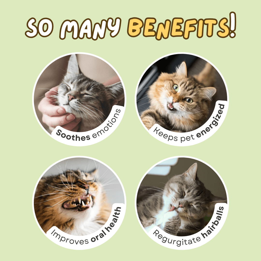 Catnip Tea - MaoMao - Paws