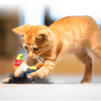 Chirping Bird Toy - MaoMao - Paws