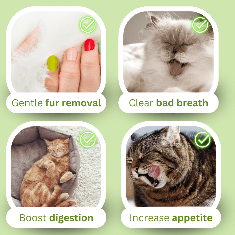 Creamy Cat Grass - MaoMao - Paws