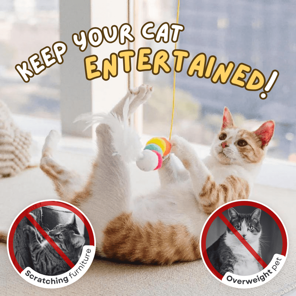 Dangling Cat Toy Set (6 PCS) - MaoMao - Paws