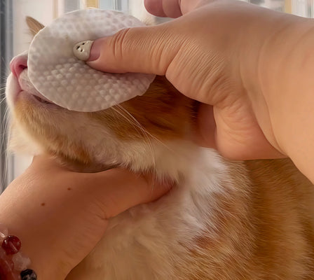 Mild & Effective for My Sensitive Cat