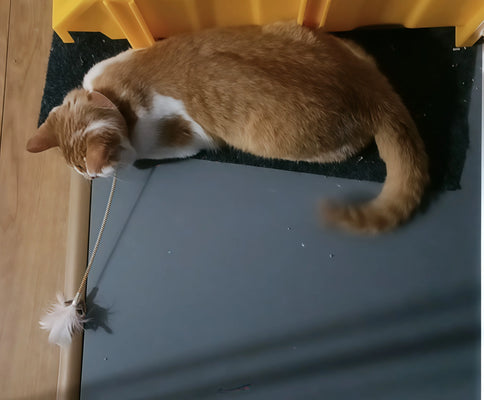 Bell + Fluff = Happy Kitty!