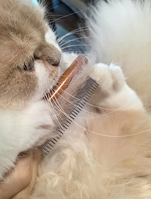 My Cat Went From Hating Grooming to Purring—This Comb Did It!