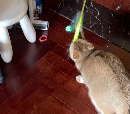 6 Toys, 1 Happy Cat—Best Purchase This Month!