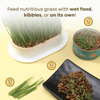 Easy Grass Grower - MaoMao - Paws