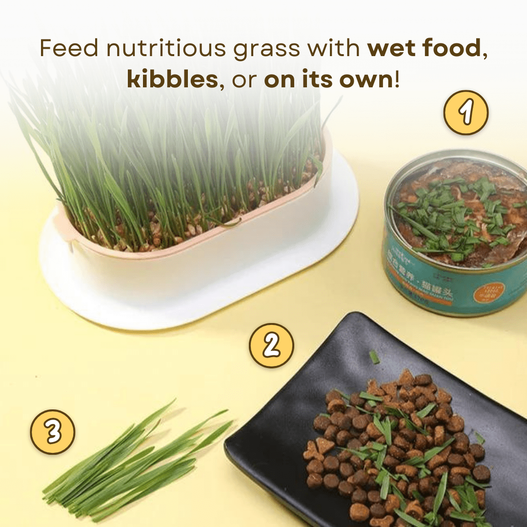 Easy Grass Grower - MaoMao - Paws