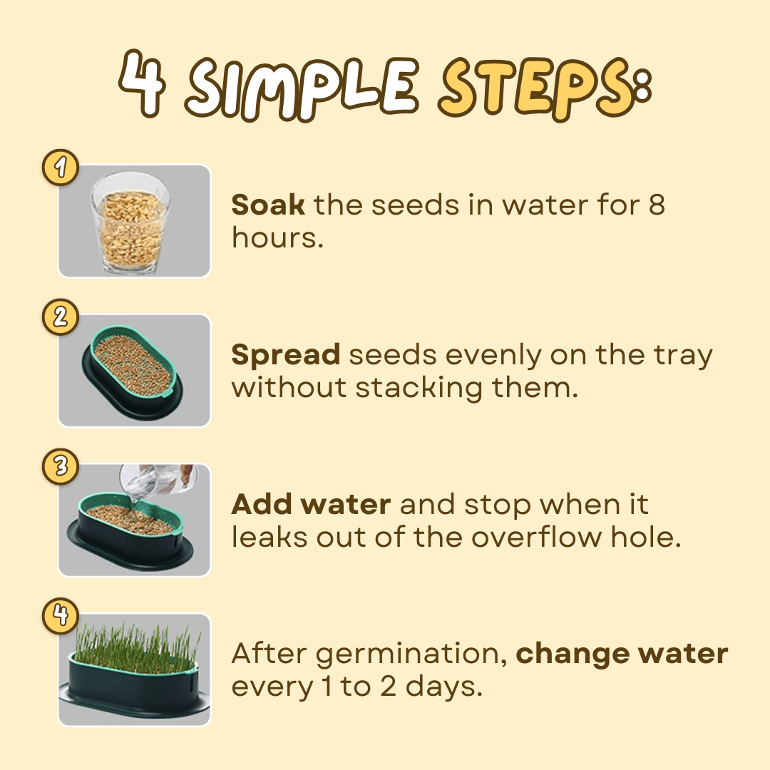 Easy Grass Grower - MaoMao - Paws