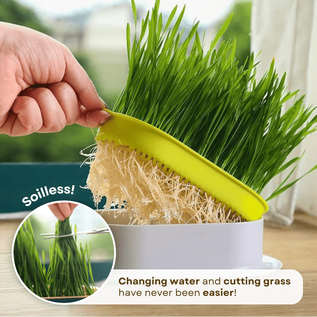 Easy Grass Grower - MaoMao - Paws