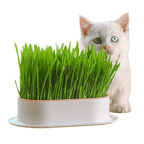 Easy Grass Grower - MaoMao - Paws